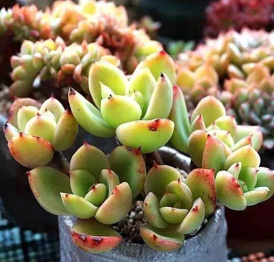 多肉盆景这么养才好看!