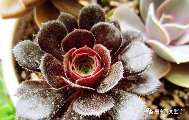 春秋型多肉植物怎么过冬？