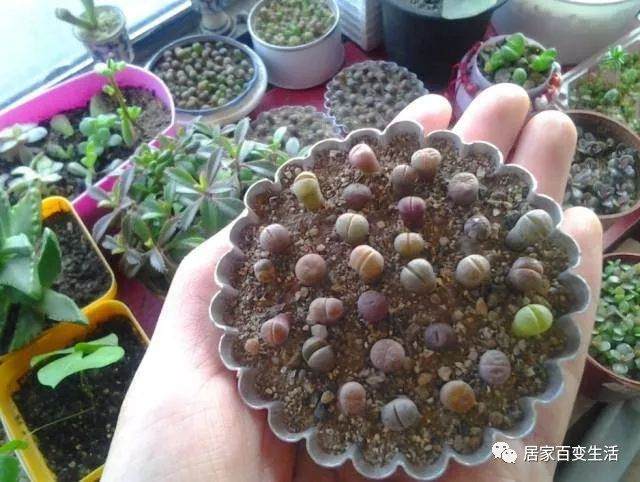 冬型种多肉植物怎么过冬?