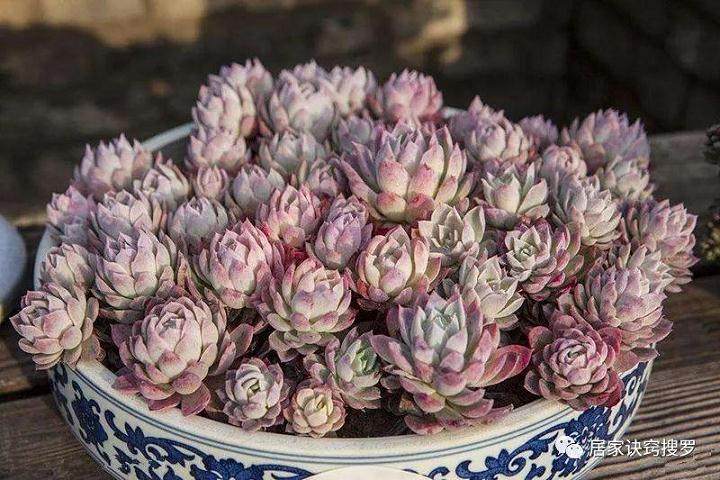 多肉植物是该换盆还是翻盆 取决于什么?