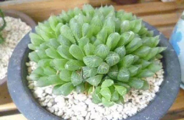  多肉冰灯玉露烂根  千万不要扔 有用！