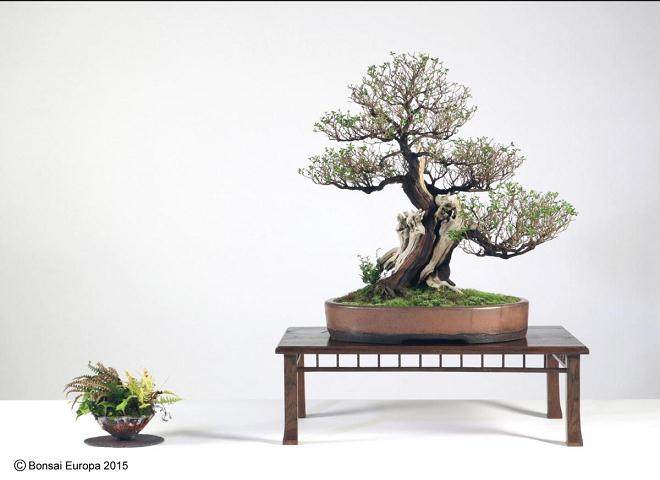 今年九月 我们俱乐部盆景30周年的活动 一切顺利