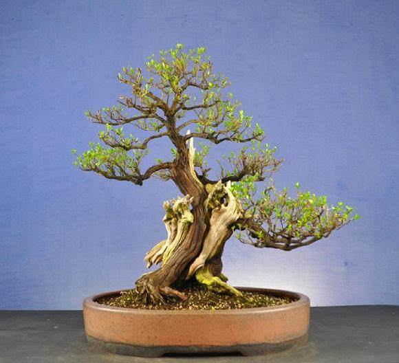 今年九月 我们俱乐部盆景30周年的活动 一切顺利