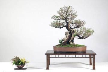 今年九月 我们俱乐部盆景30周年的活动 一切顺利