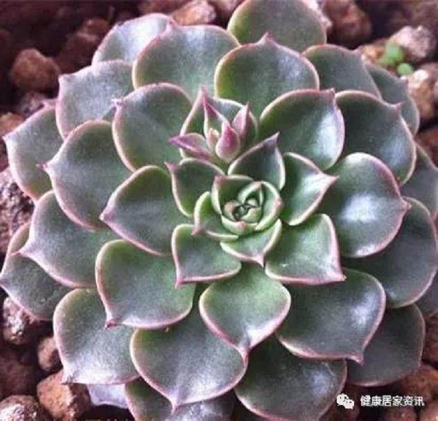 多肉美丽莲夏 冬季养护 掌握这2招