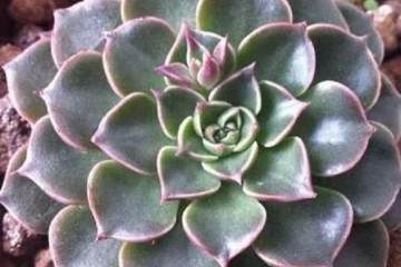 多肉美丽莲夏 冬季养护 掌握这2招 图片