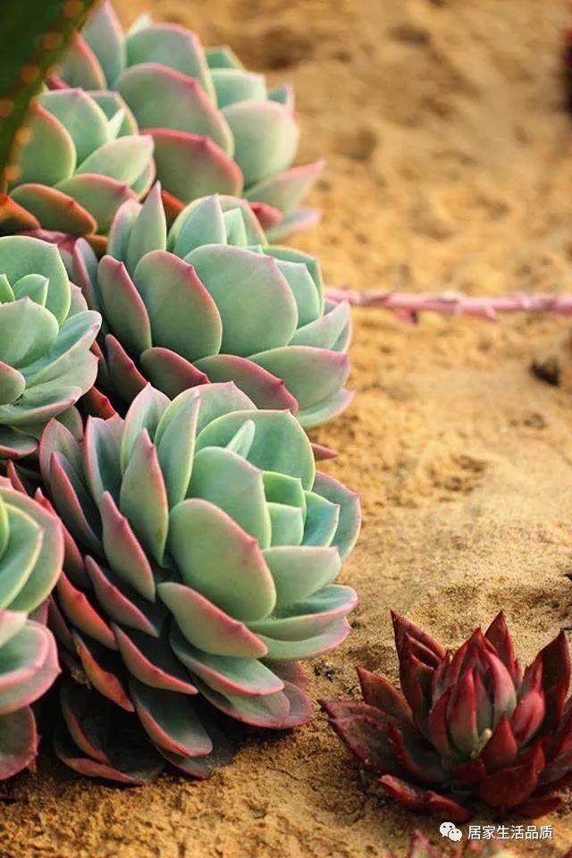 给大家分享的多肉植物的播种方法与注意事项