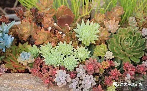 给大家分享的多肉植物的播种方法与注意事项