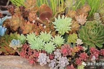 给大家分享的多肉植物的播种方法与注意事项