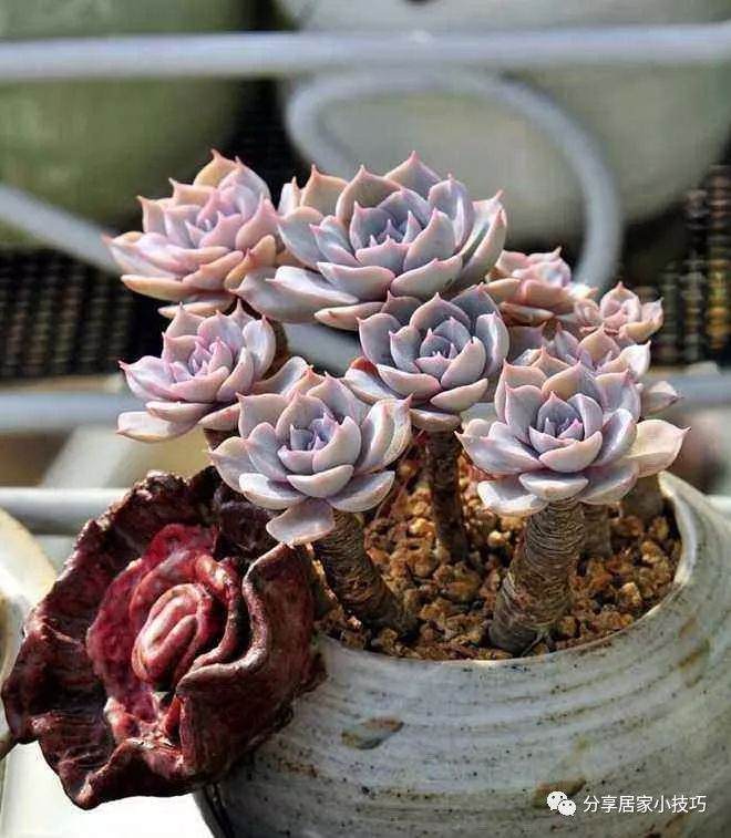 有这几种多肉陪伴 就是最美好的事情