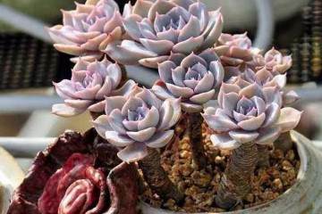 有这几种多肉陪伴 就是最美好的事情