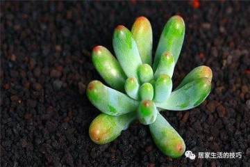 多肉乙女心叶片变黄 用这2个方法 恢复饱满爆盆