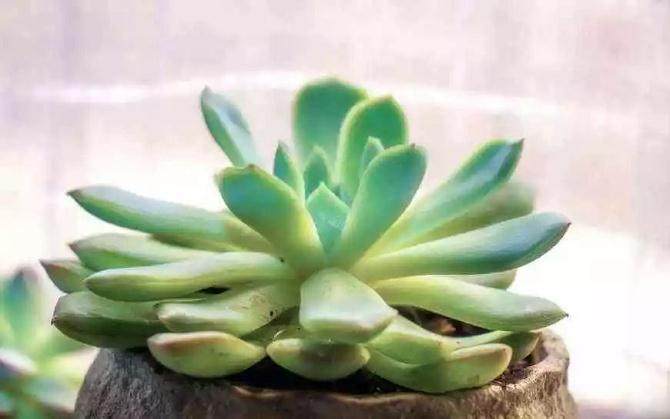 所谓冬型 即夏天休眠 冬天生长的多肉