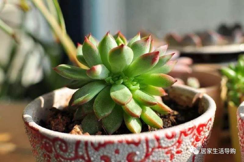 好多人认为多浇水多肉植物就可以长胖