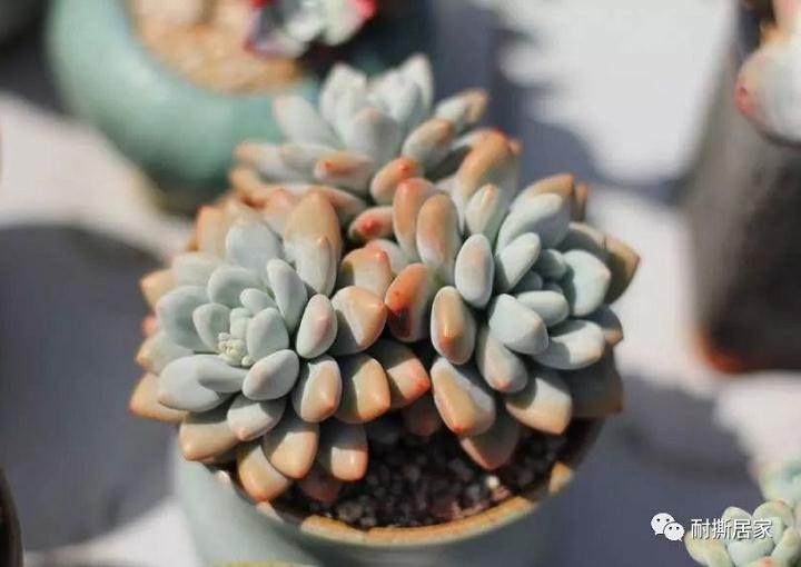 多肉植物不要直晒太阳 容易干瘪 不饱满还晒伤