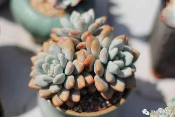 多肉植物不要直晒太阳 容易干瘪 不饱满还晒伤