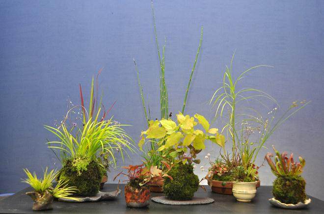 日本传统工艺盆景研讨会 - 2016年6月4日