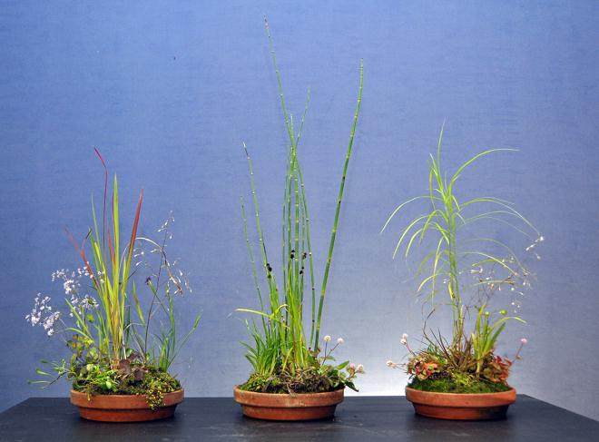 日本传统工艺盆景研讨会 - 2016年6月4日