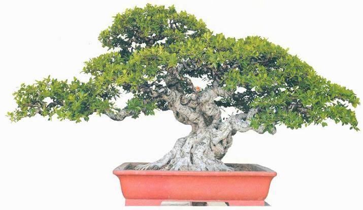 闵派盆景践行人柯成昆先生的新近力作