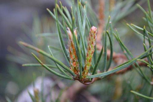 颓废与打破松树盆景之间的巨大差异