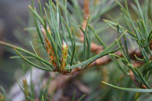 颓废与打破松树盆景之间的巨大差异