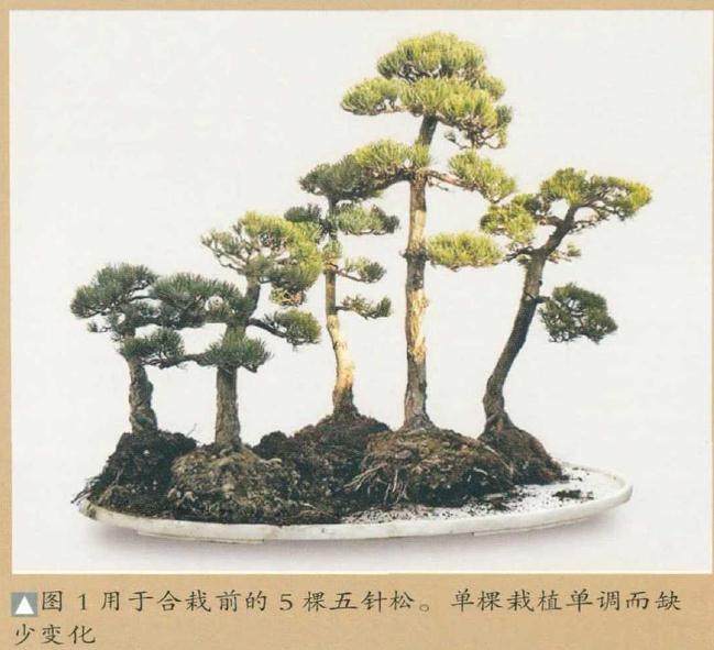 制作水旱盆景材料的选择