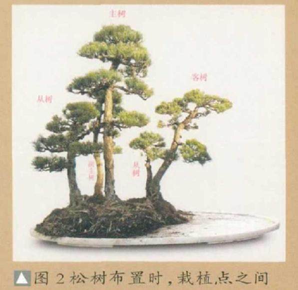 水旱盆景的石料选择与加工