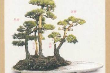 水旱盆景的石料怎么选择加工的5个方法