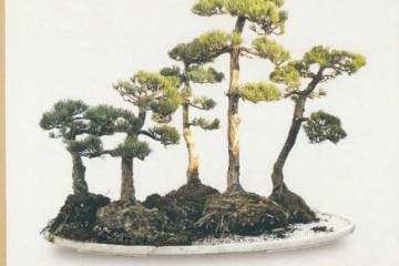 图解 水旱盆景怎么布局制作的17个过程