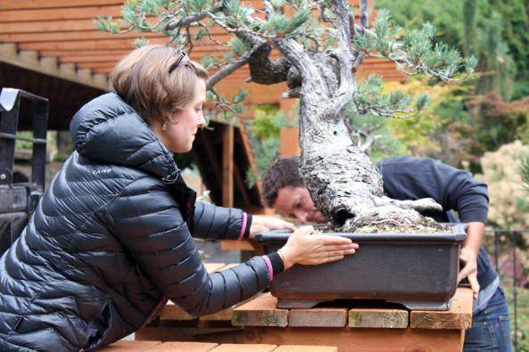 他们才是真正的盆景工匠