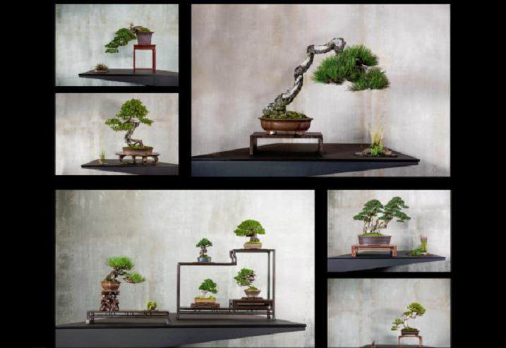 他们才是真正的盆景工匠