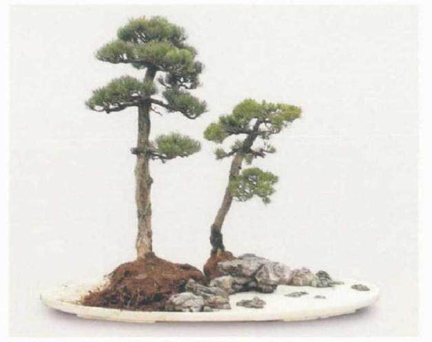 爱尔兰的康诺盆景俱乐部