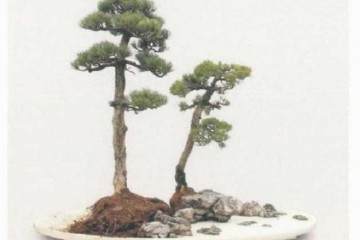 爱尔兰的康诺盆景俱乐部