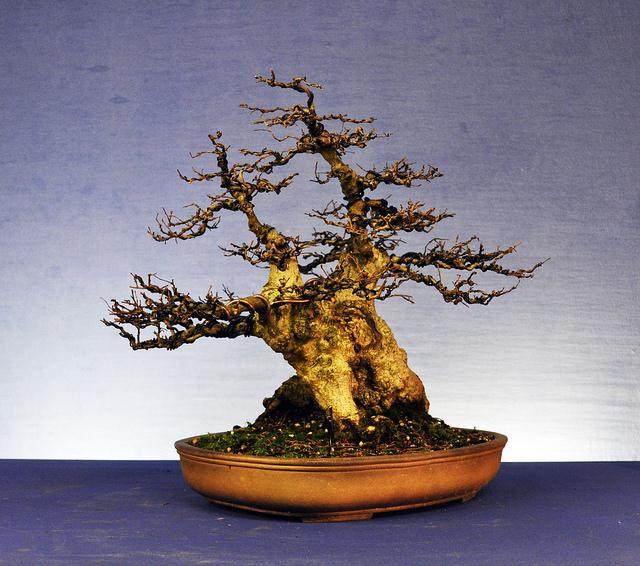 韩国鹅耳枥盆景 - 4年来的造型变化