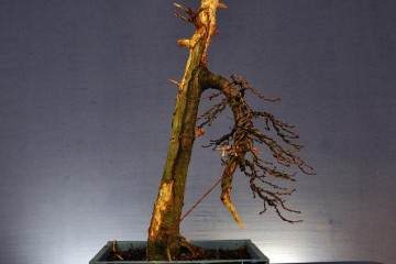 我被野山羊创造的天然的盆景舍利干所吸引