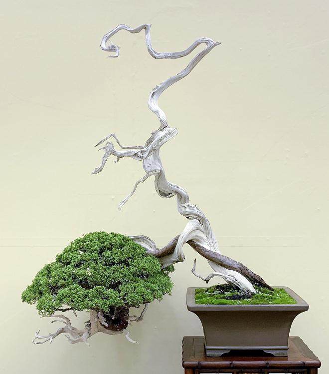 2018年第38届日本盆景大观展览会 第4部分