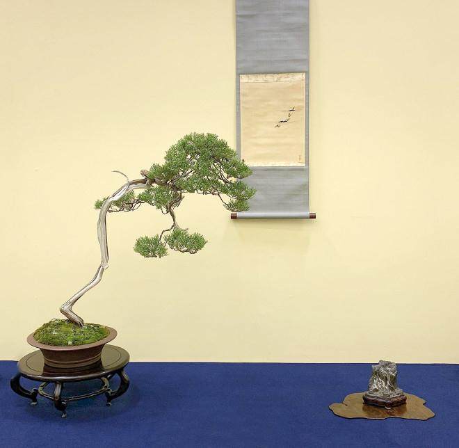 2018年第38届日本盆景大观展览会 第4部分