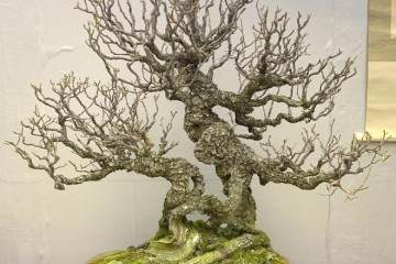 2018年第38届日本盆景大观展览会 第4部分