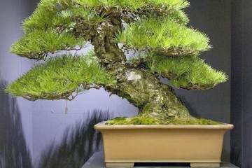 盆景艺术家铃木真司是今年日本盆景大观展的主席