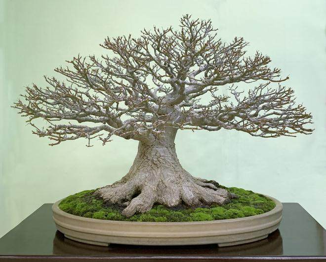 首相奖颁发给由木村先生创作的日本黑松盆景