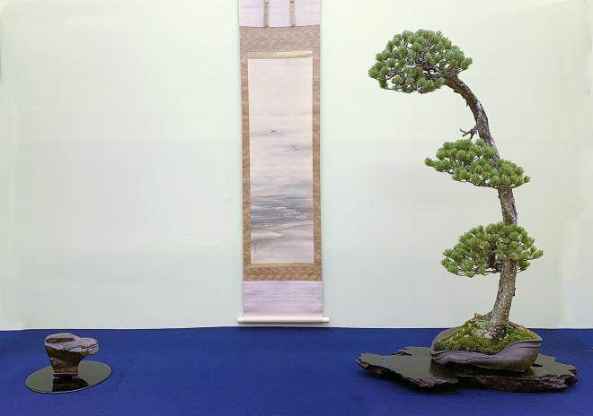 首相奖颁发给由木村先生创作的日本黑松盆景