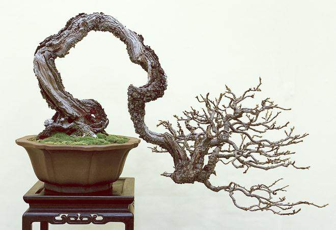 首相奖颁发给由木村先生创作的日本黑松盆景