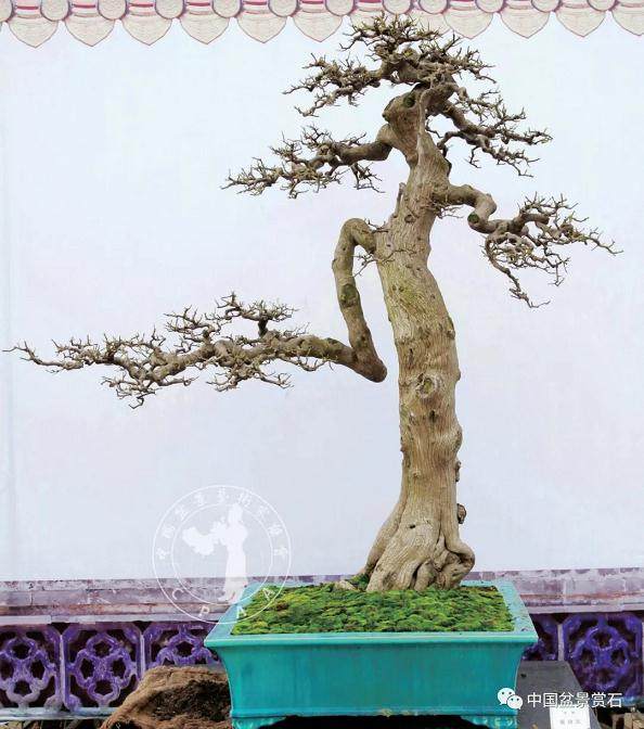 所谓法严 是盆景作品表现出的规矩和法度