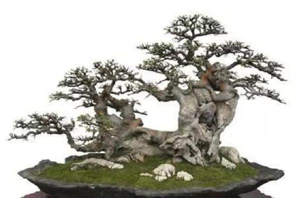 新手盆景选桩的通病、误区你中了几个?