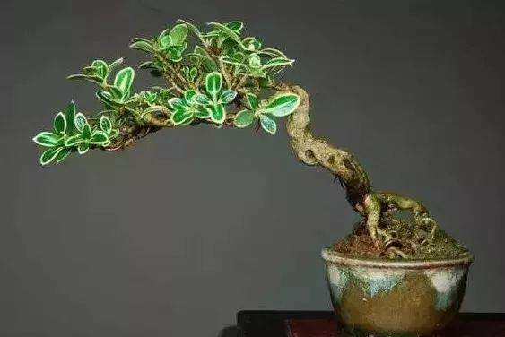 金边六月雪盆景的养殖方法