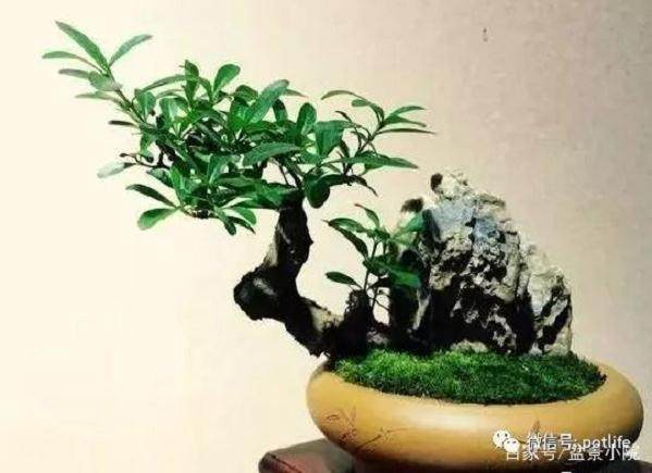 小叶女贞盆景在春季的种植技巧