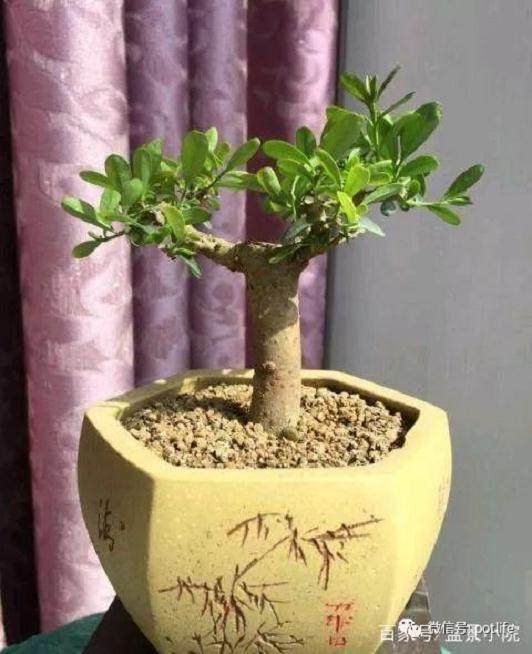 小叶女贞盆景在春季的种植技巧
