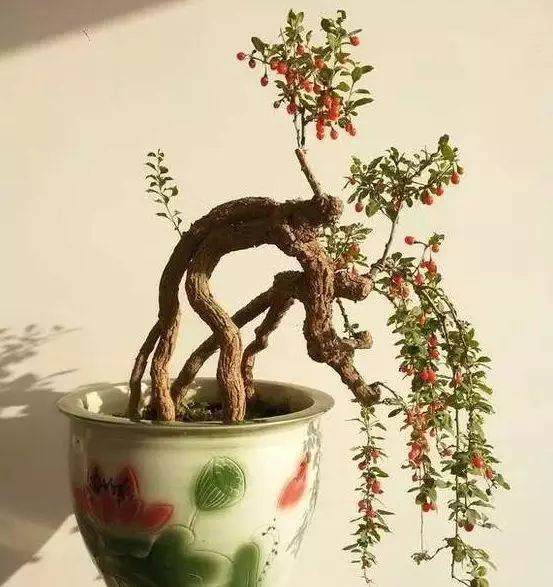 枸杞盆景怎么养护？冬天养护注意浇水和保暖！