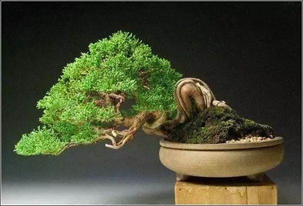 如何自己DIY喜欢的微型盆景呢?