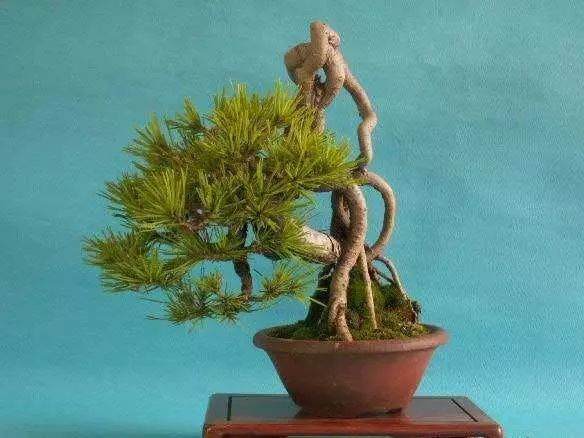 如何自己DIY喜欢的微型盆景呢?